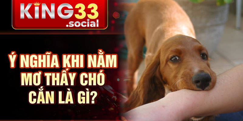 Ý nghĩa khi nằm mơ thấy chó cắn là gì?
