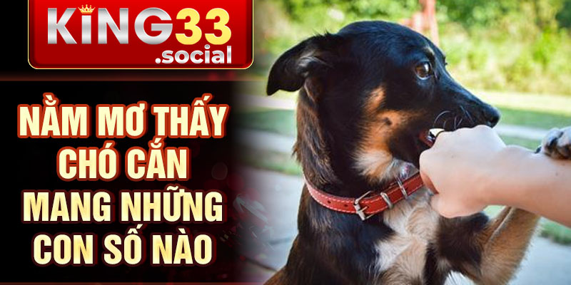 Nằm mơ thấy chó cắn mang những con số nào