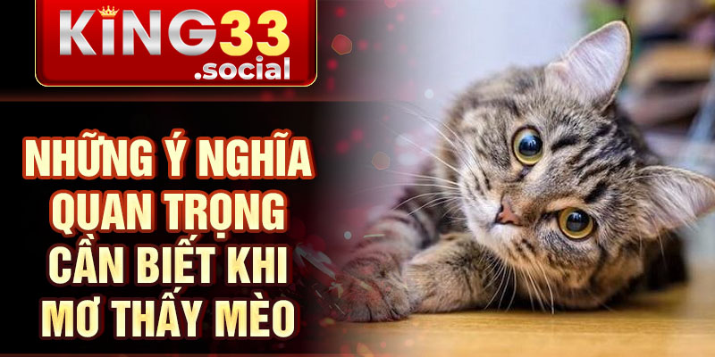 Những ý nghĩa quan trọng cần biết khi mơ thấy mèo